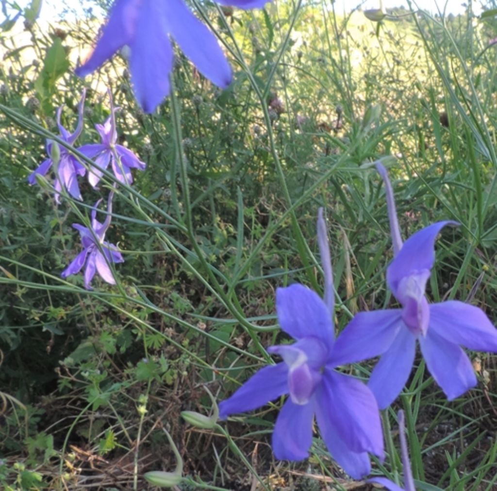 Delphinium consolida (Ranunculaceae)